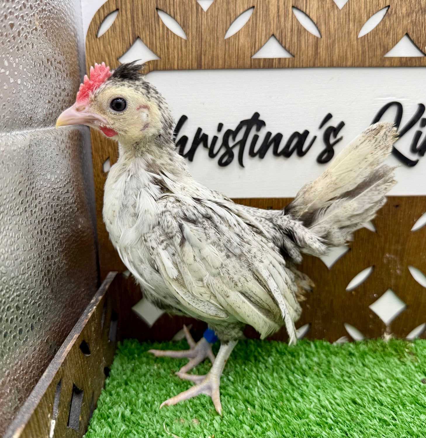 Cockerel