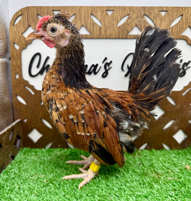 Cockerel