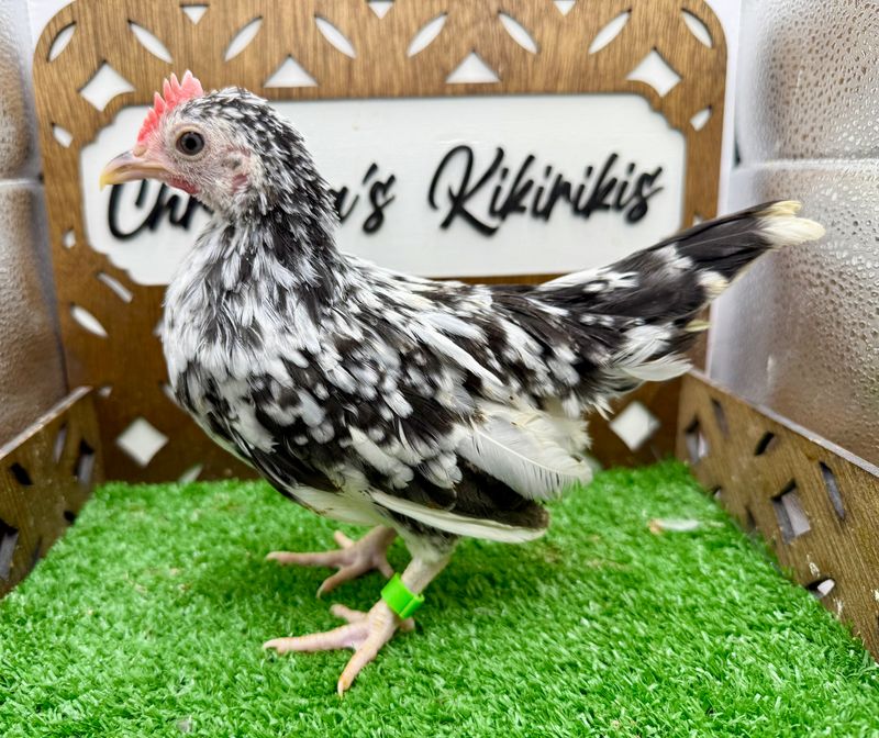Cockerel