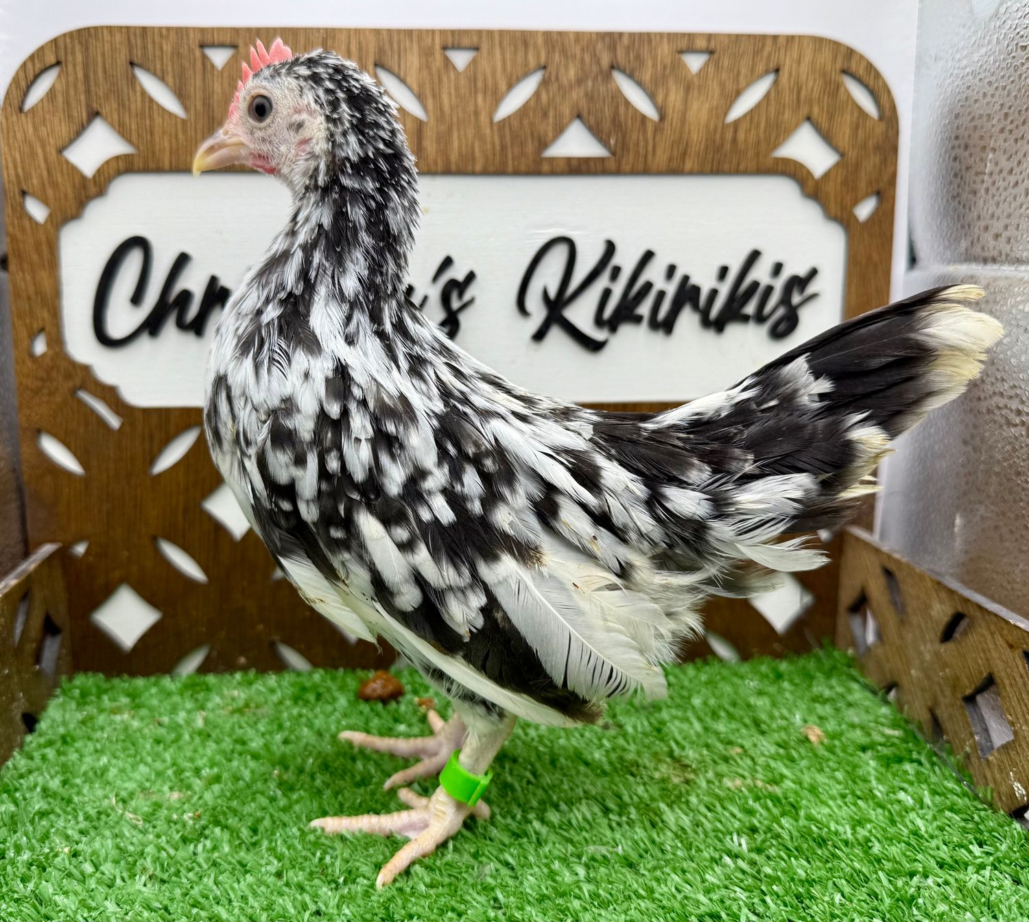 Cockerel