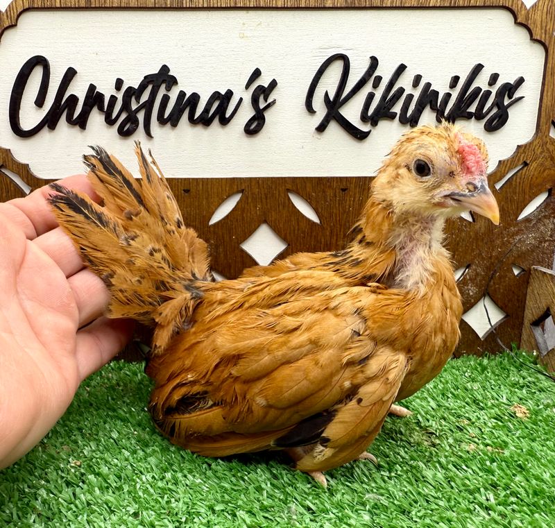 Cockerel