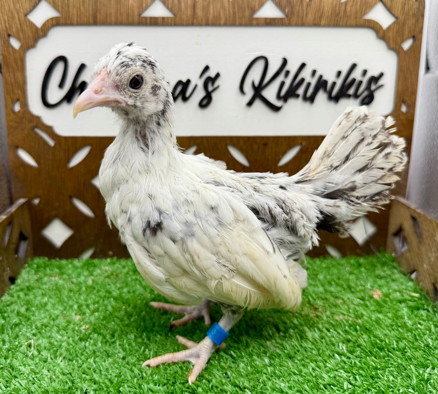 Possible Pullet