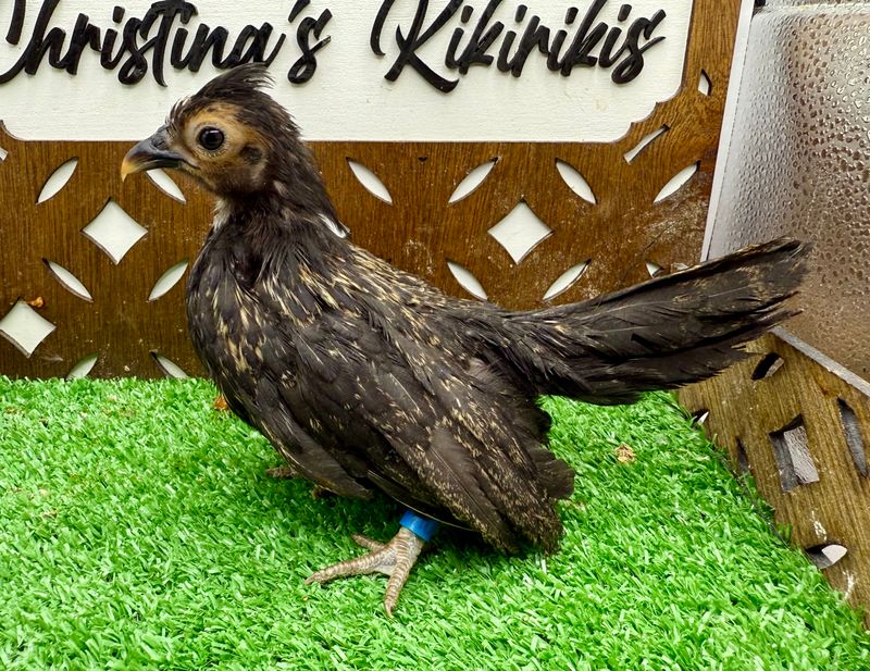Possible Pullet