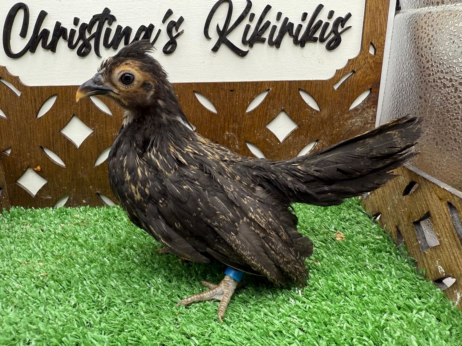 Possible Pullet