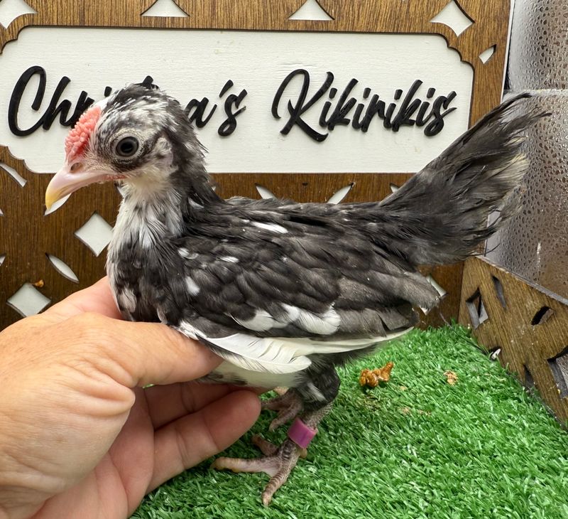 Cockerel