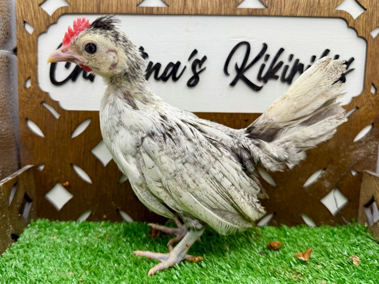 Cockerel