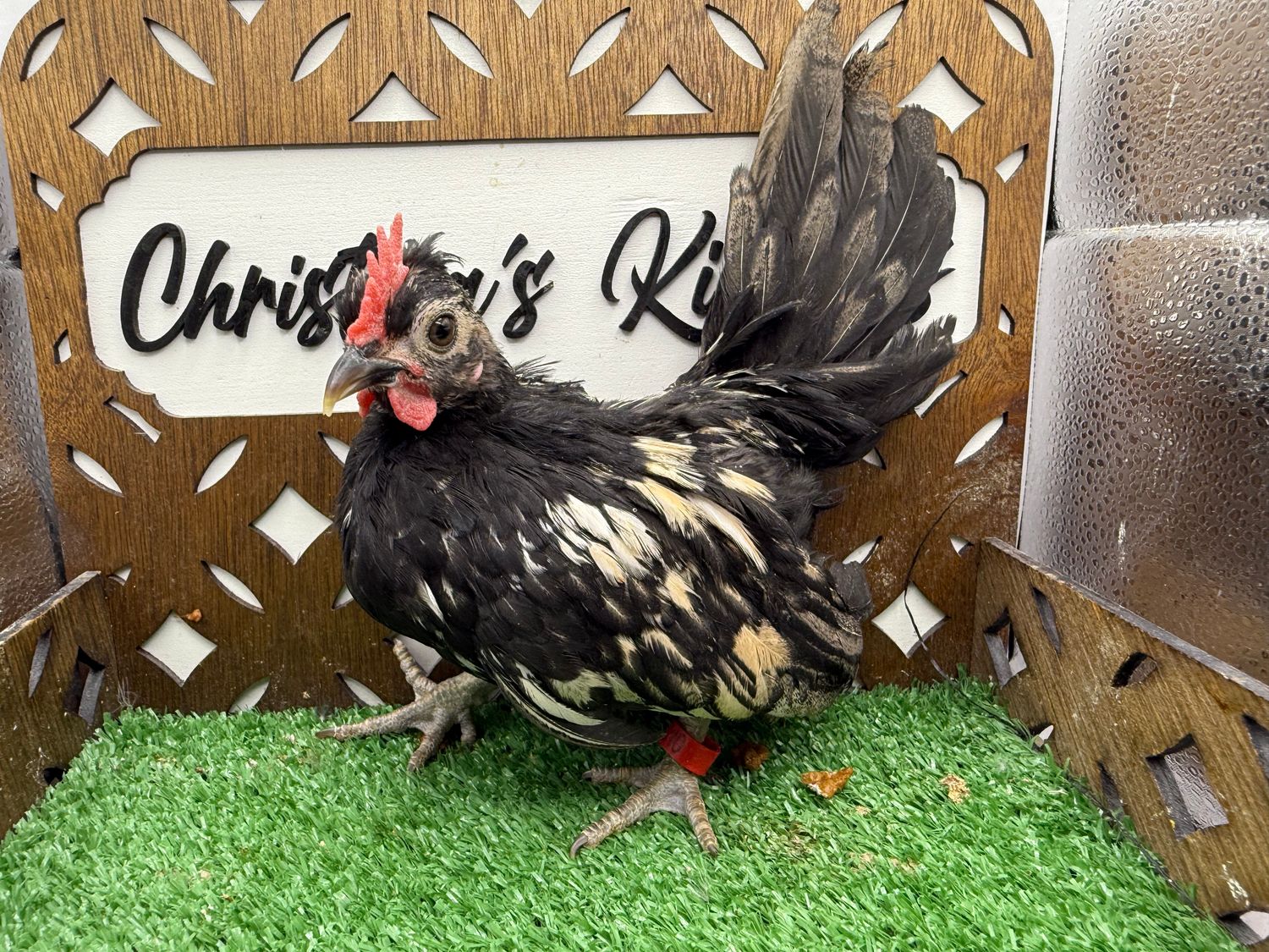 Cockerel