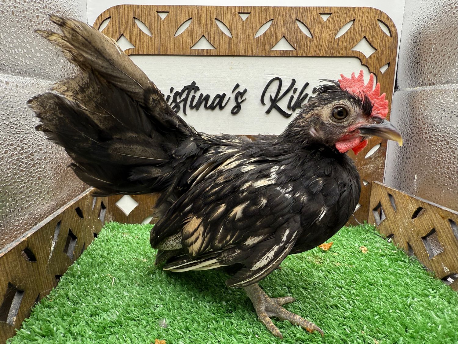 Cockerel