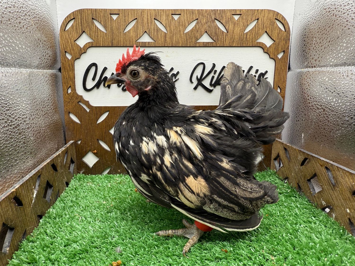 Cockerel