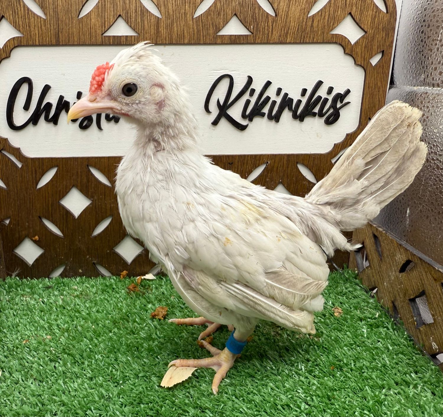Cockerel