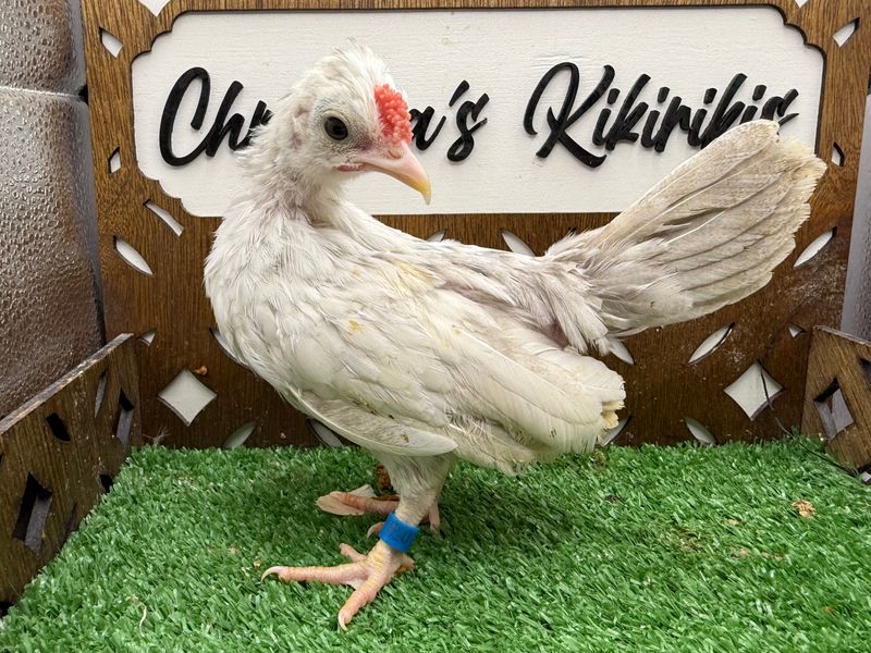 Cockerel
