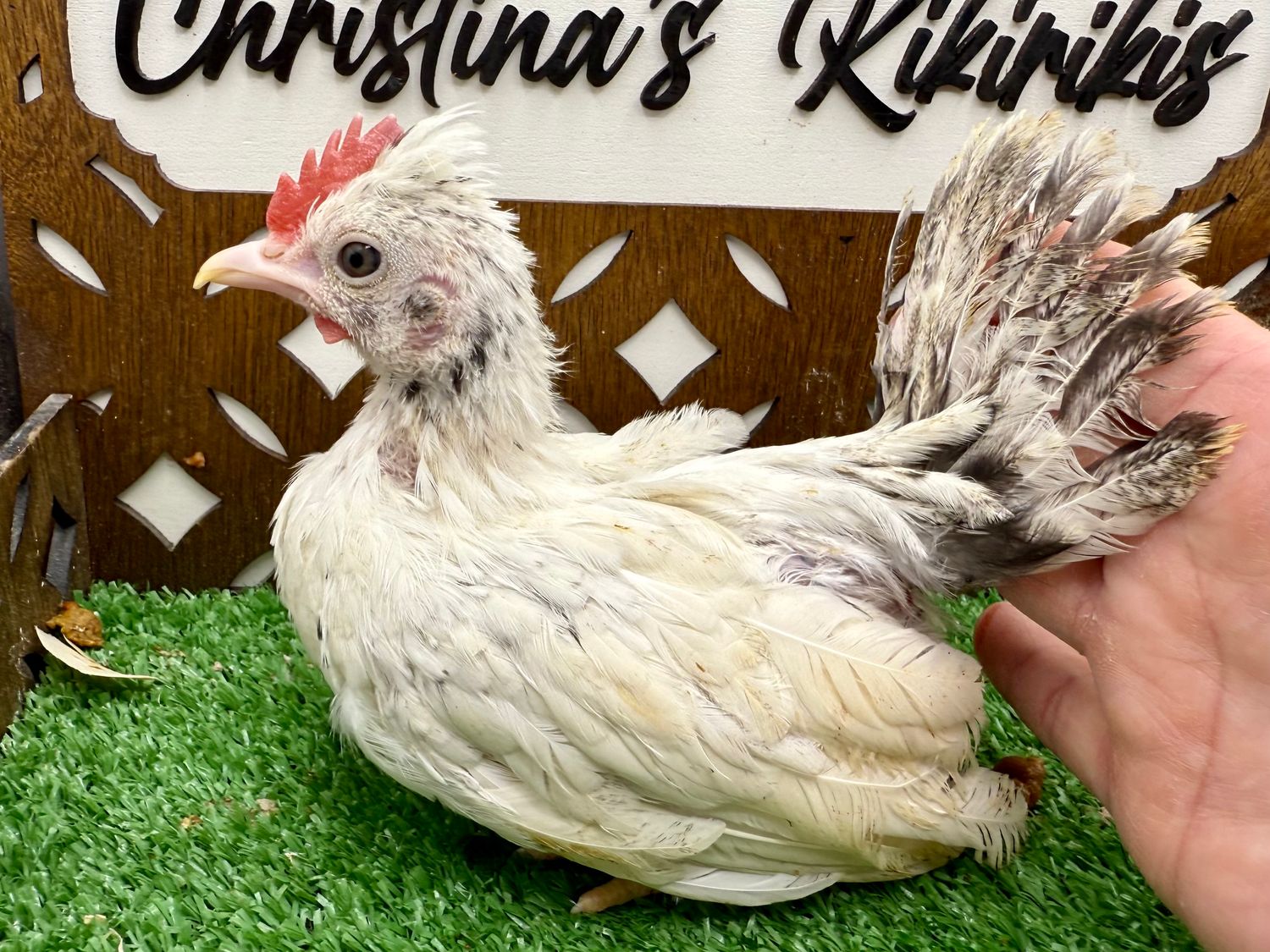 Cockerel