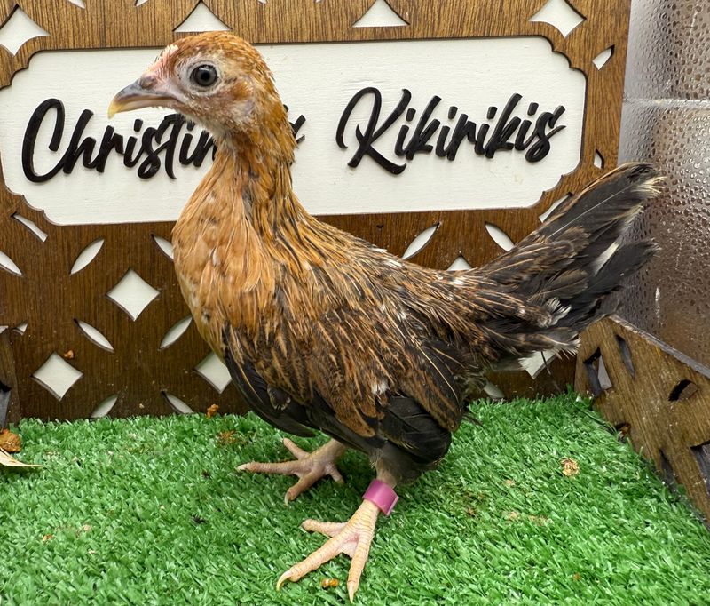 Possible Pullet