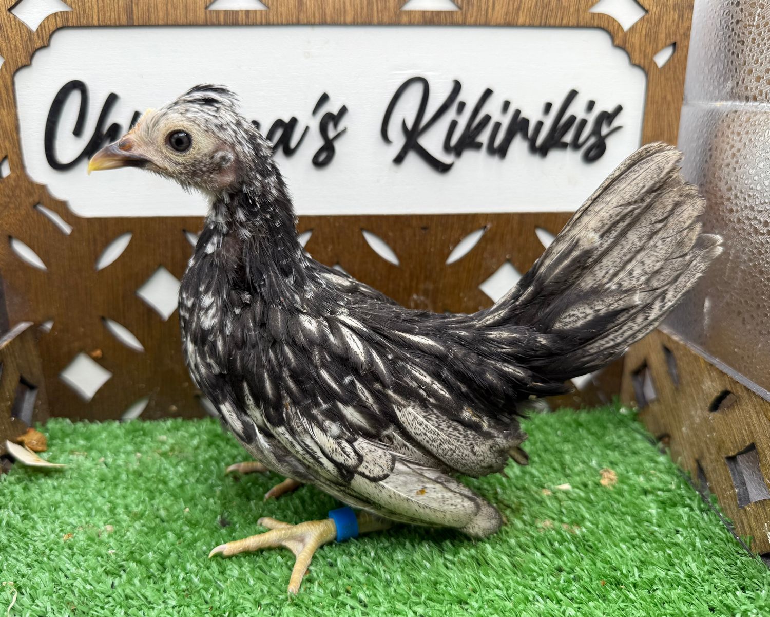 Possible Pullet