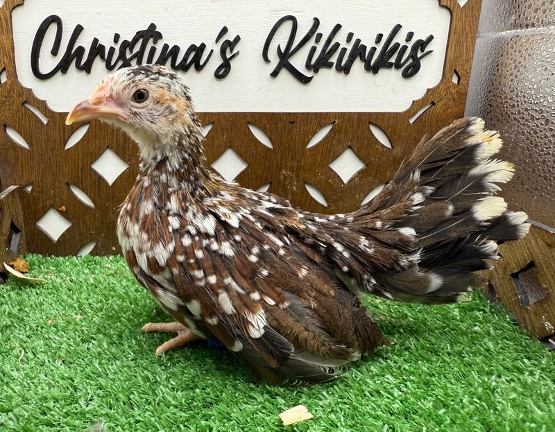 Possible Pullet