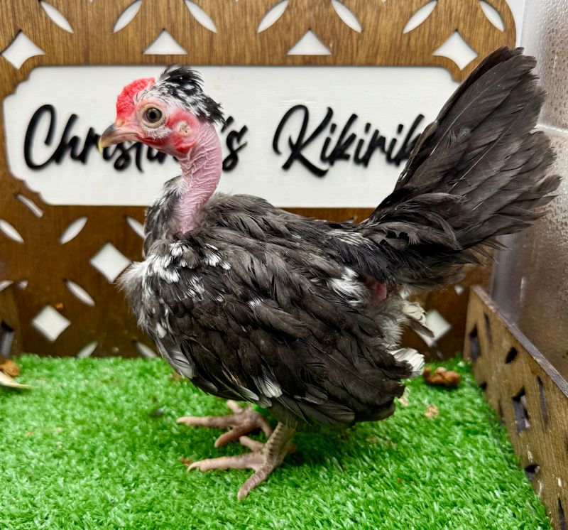 Cockerel