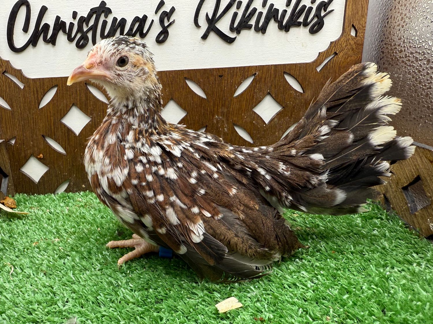 Possible Pullet