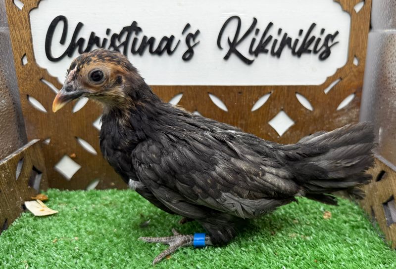 Possible Pullet