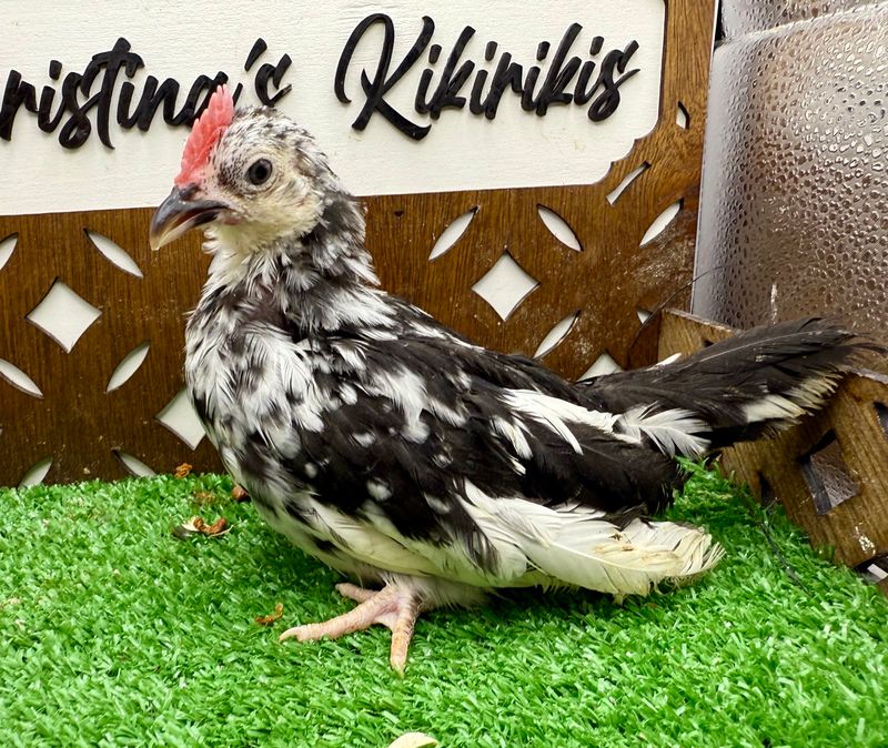 Cockerel