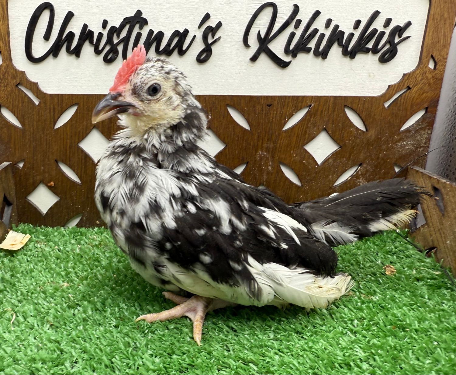 Cockerel