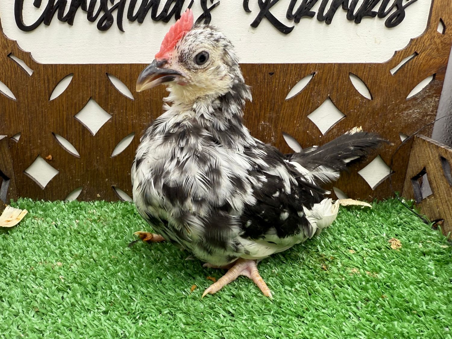 Cockerel