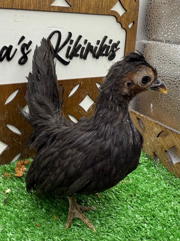 Possible Pullet