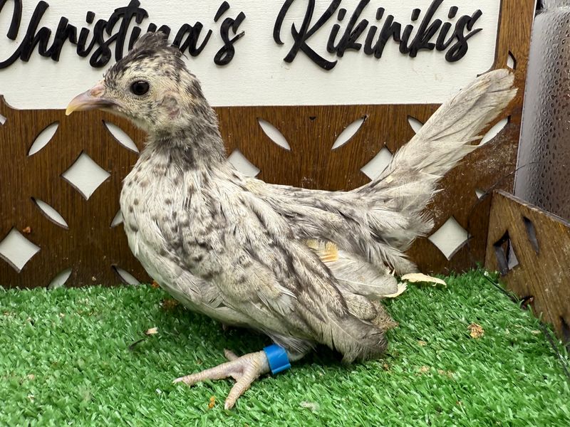 Possible Pullet