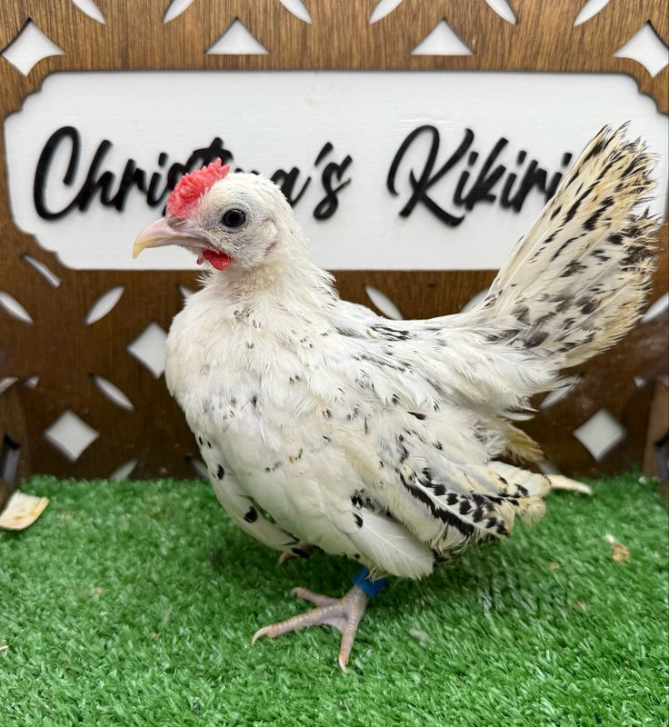 Cockerel