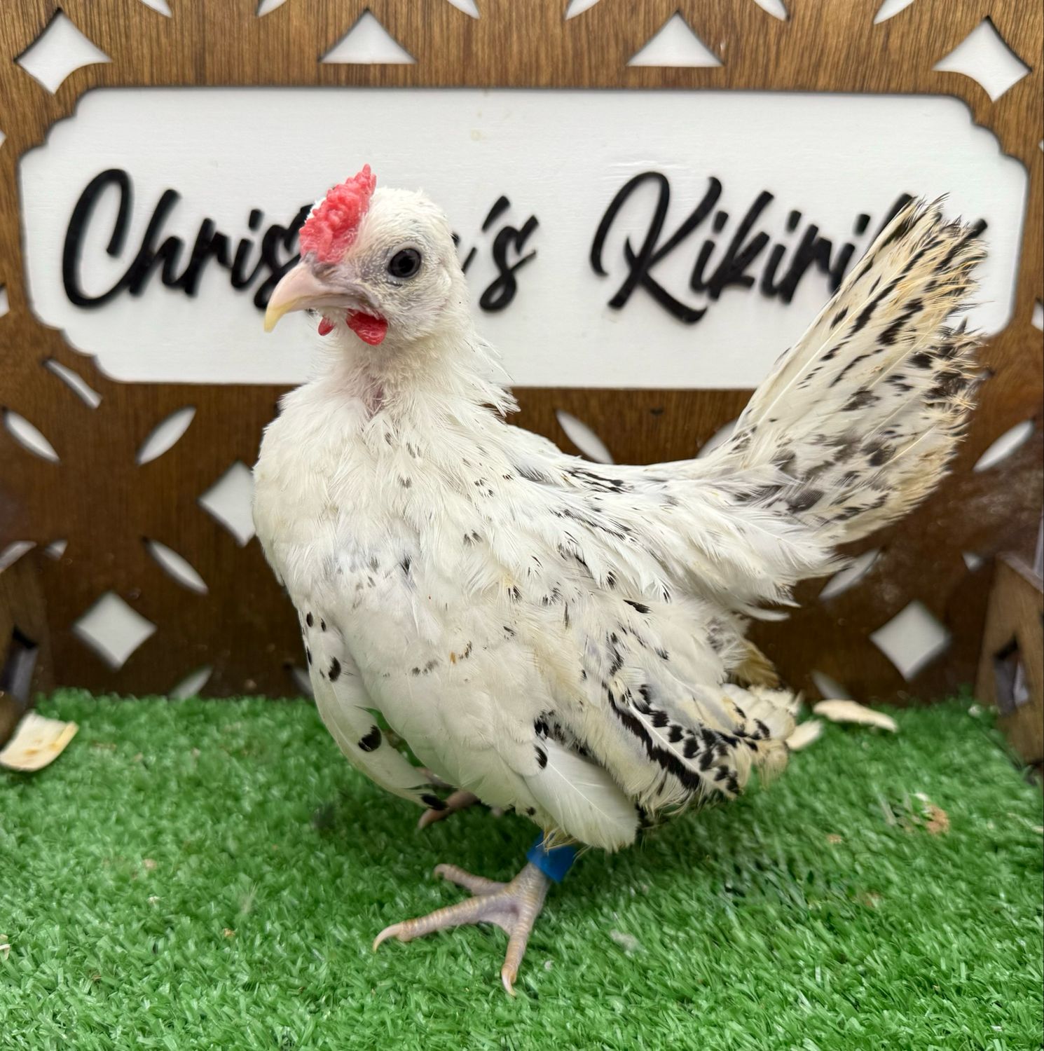 Cockerel