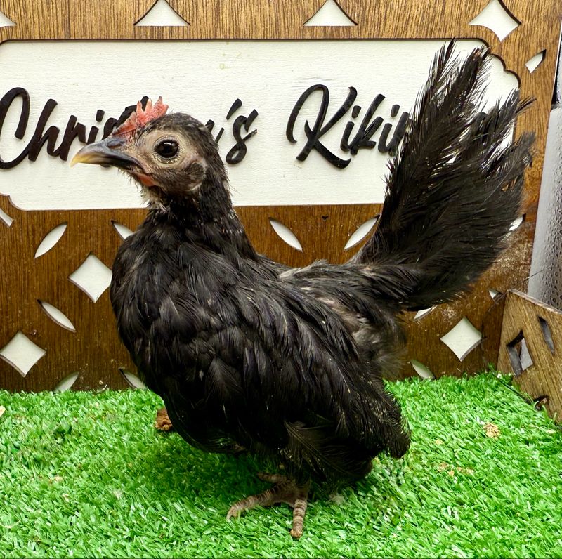 Cockerel