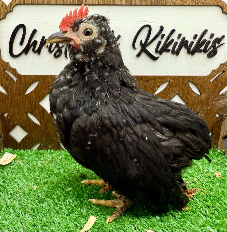 Cockerel