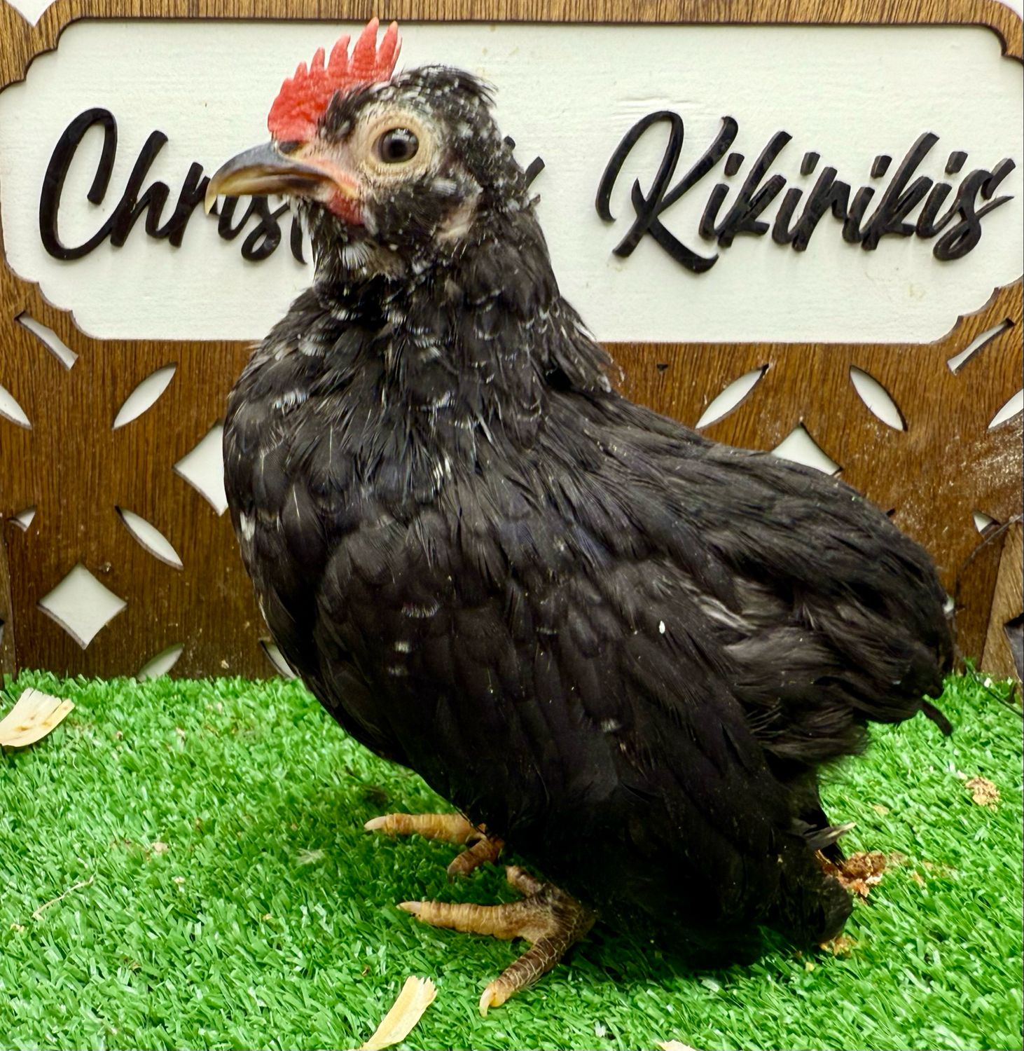 Cockerel
