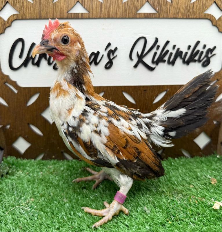 Cockerel