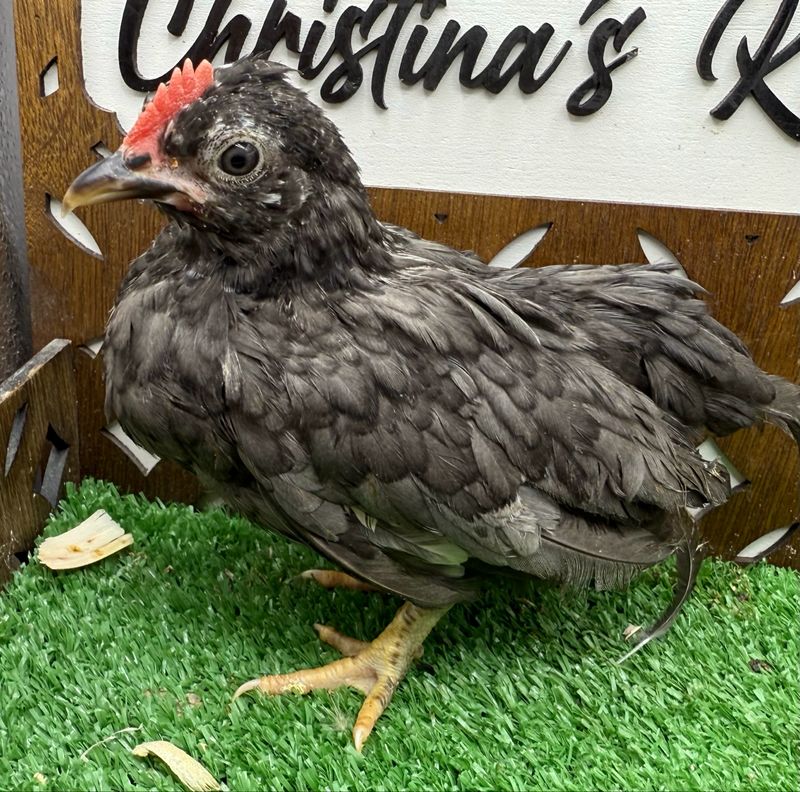 Cockerel