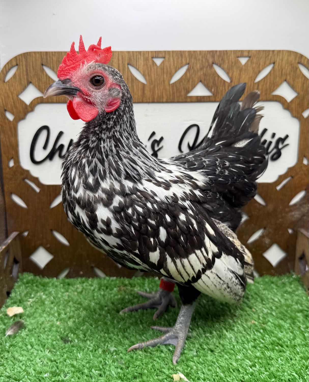 Cockerel