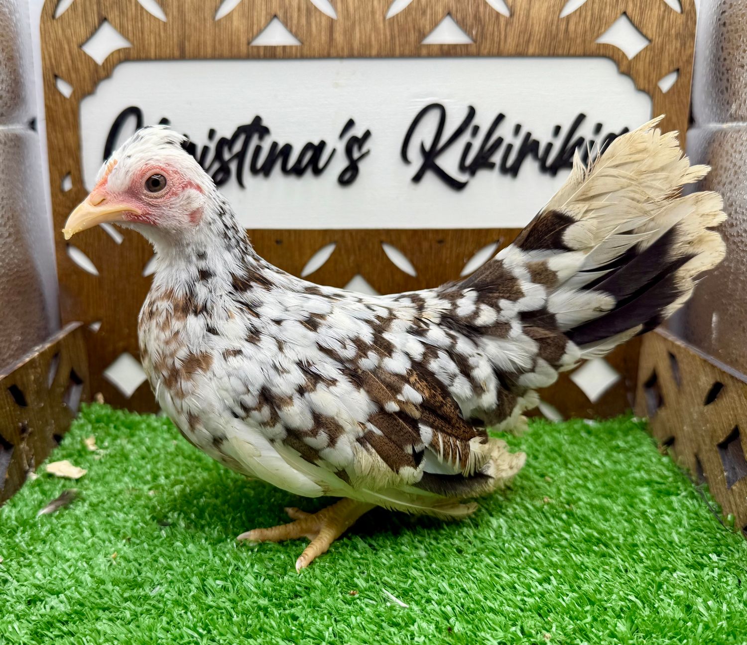 Pullet