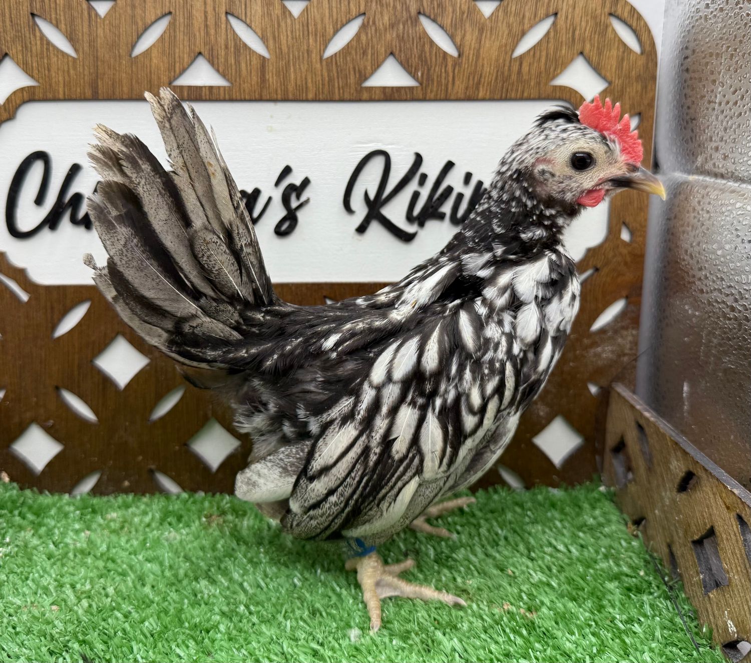 Cockerel