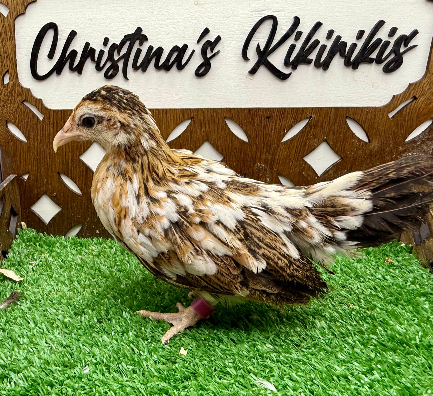Possible Pullet