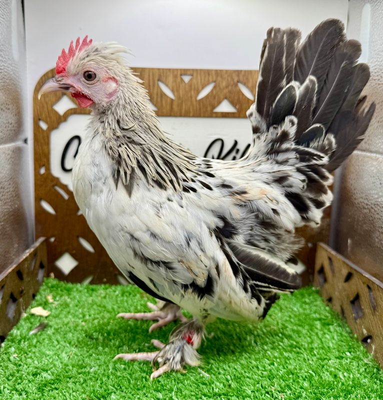 Cockerel