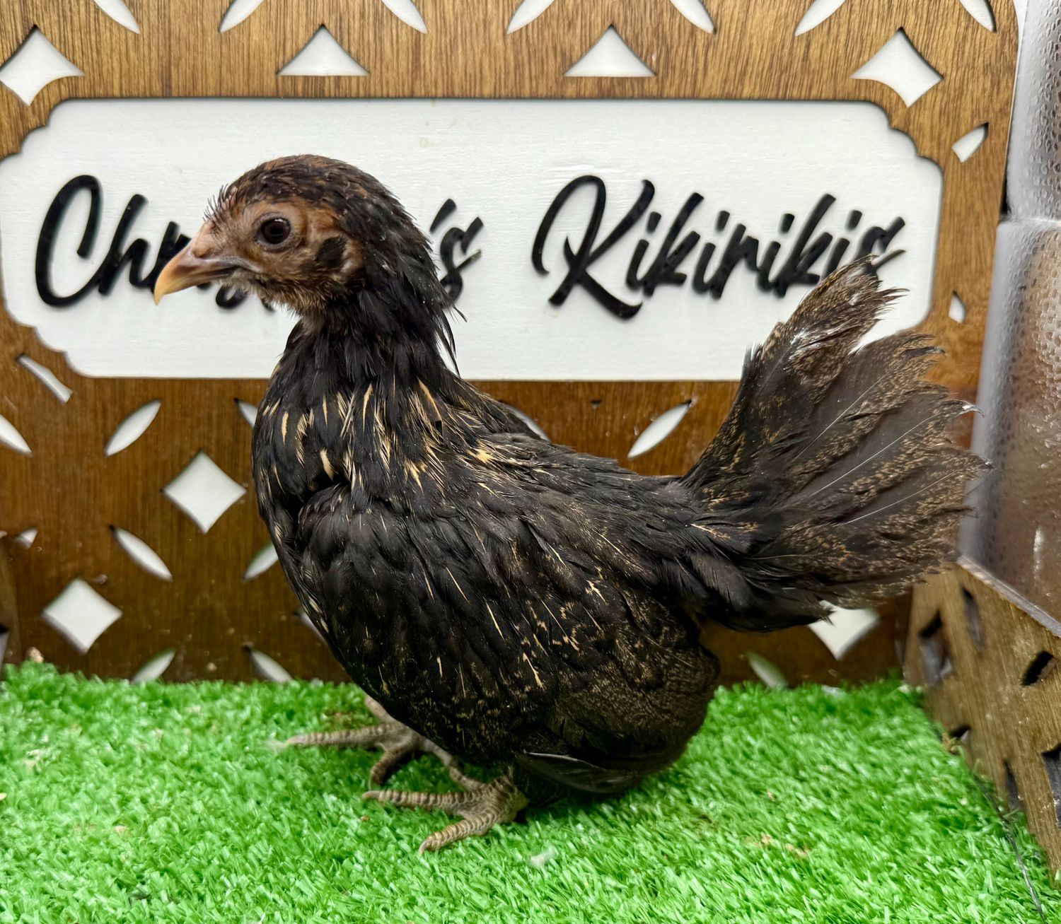 Possible Pullet