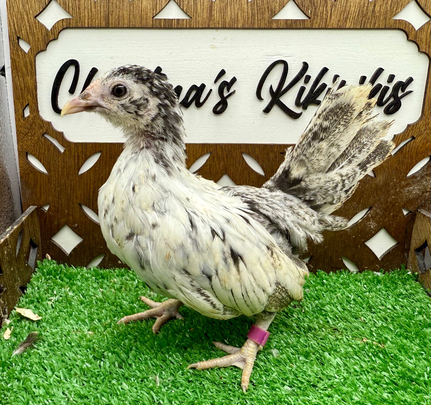 Possible Pullet
