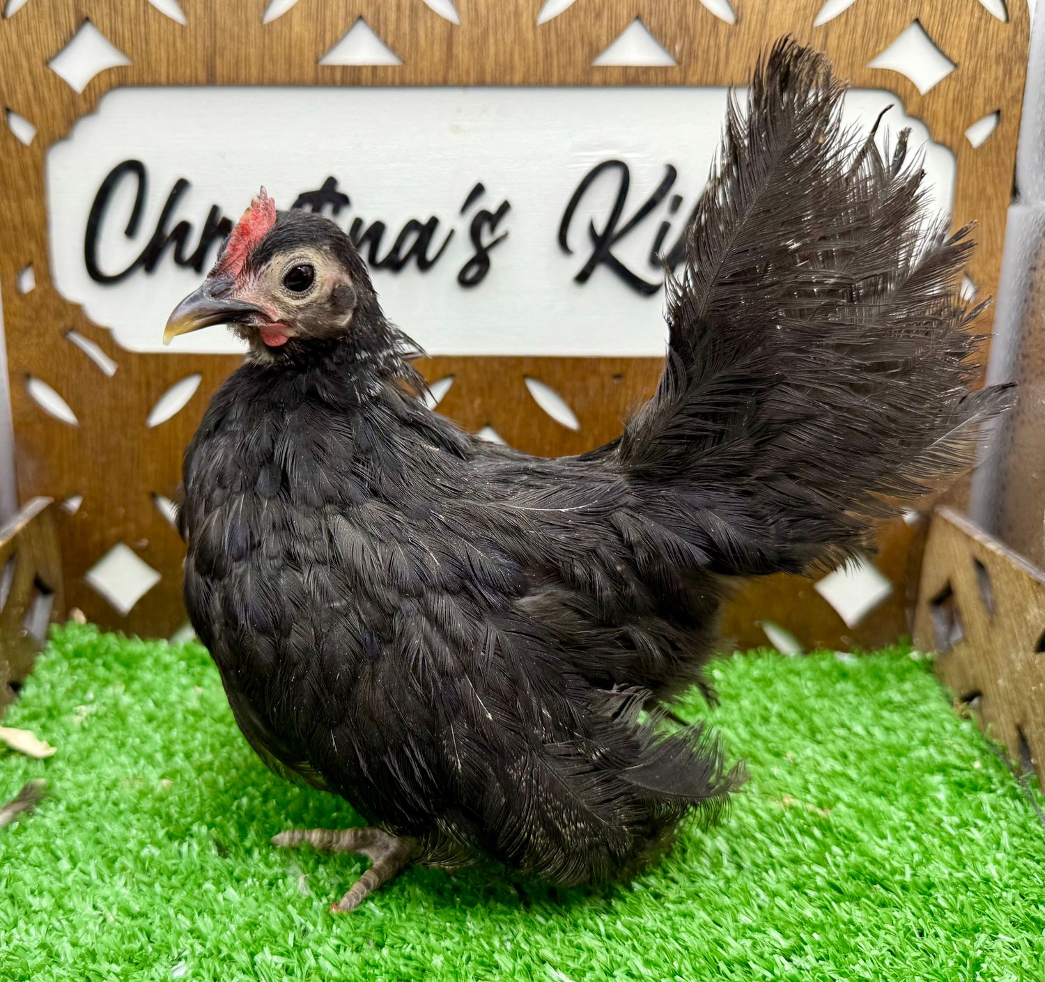 Cockerel