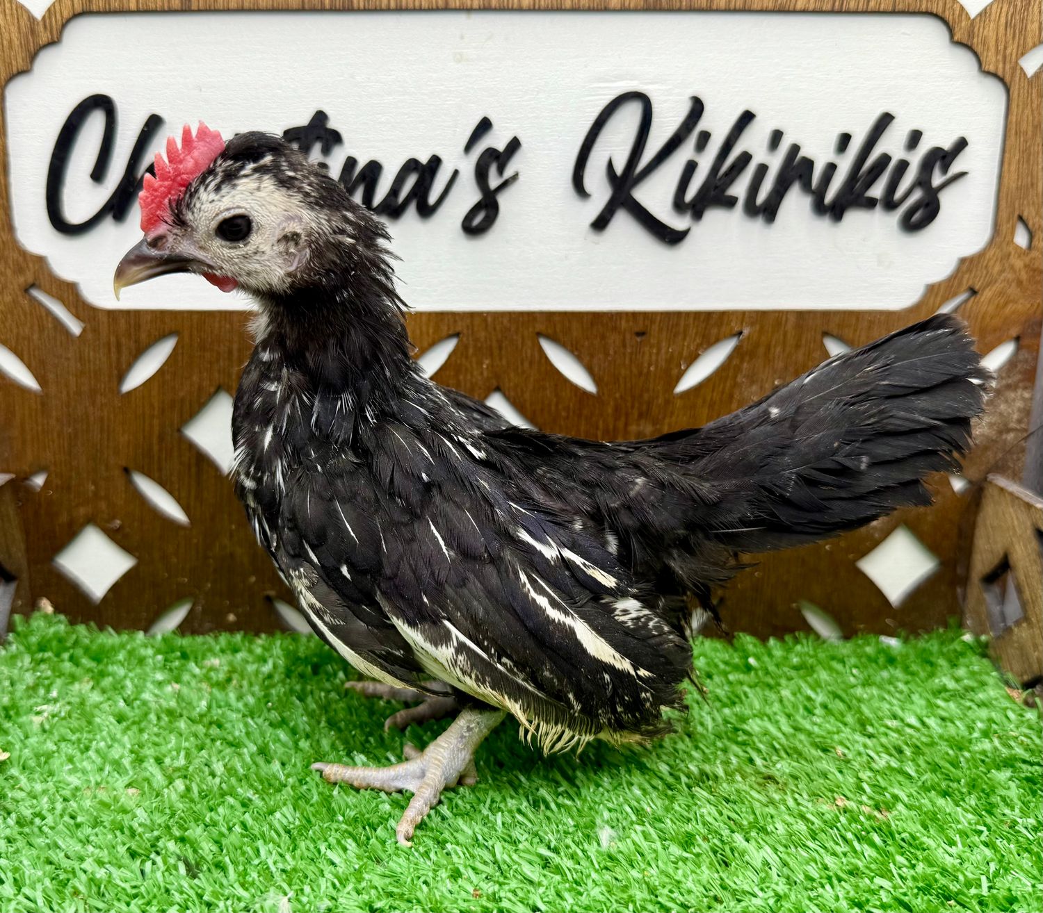 Cockerel