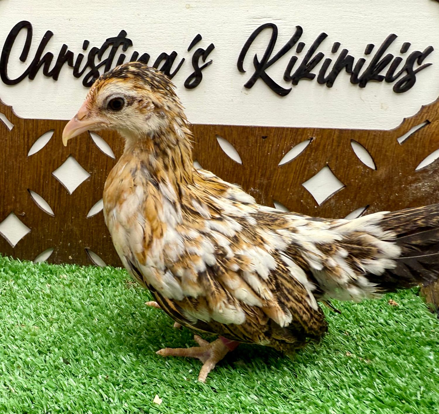 Possible Pullet