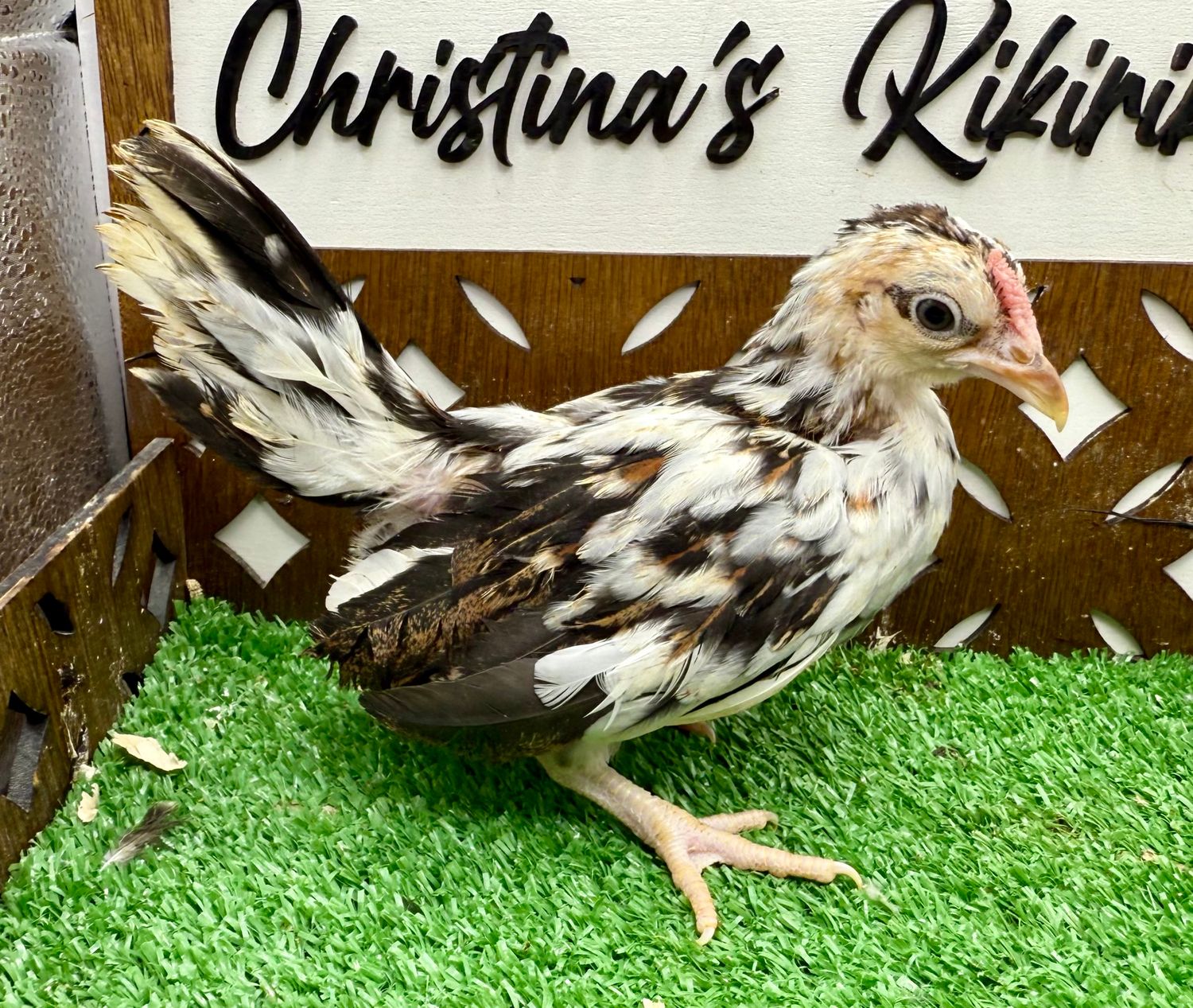 Cockerel