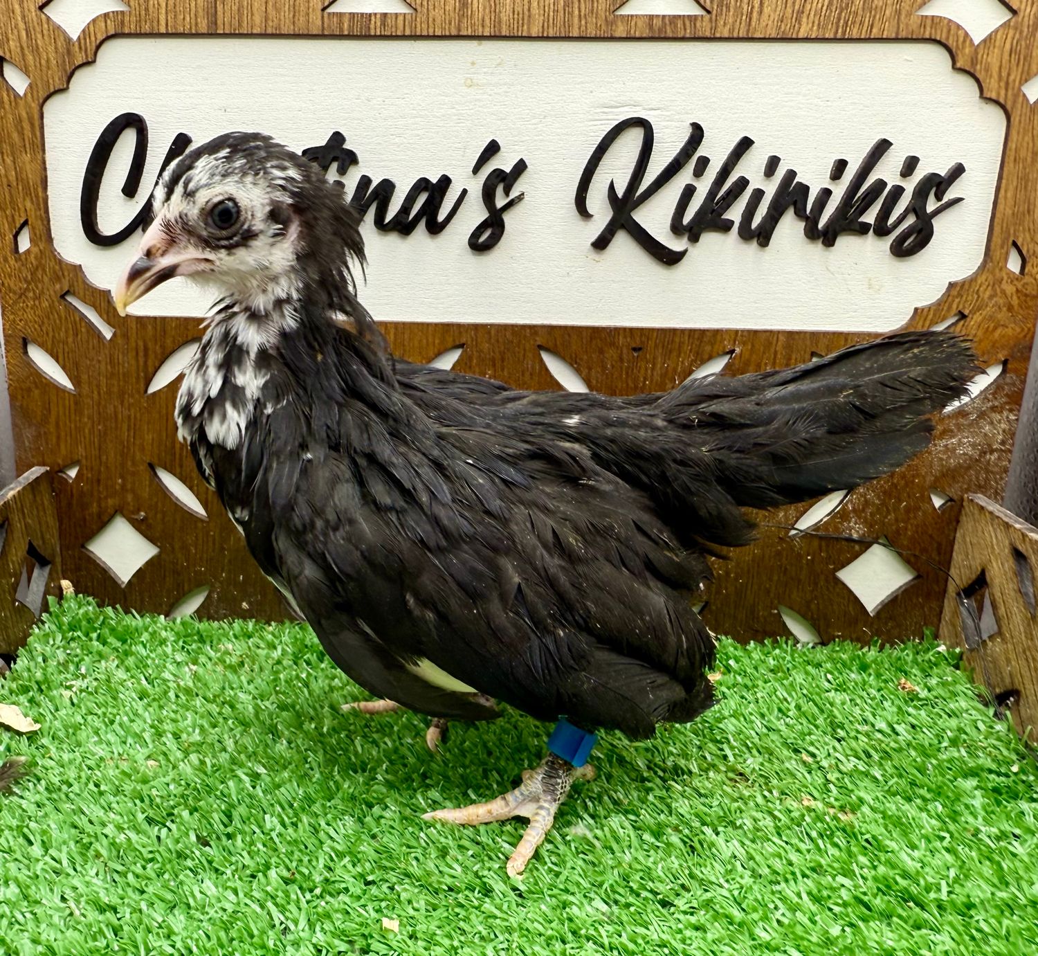 Possible Pullet