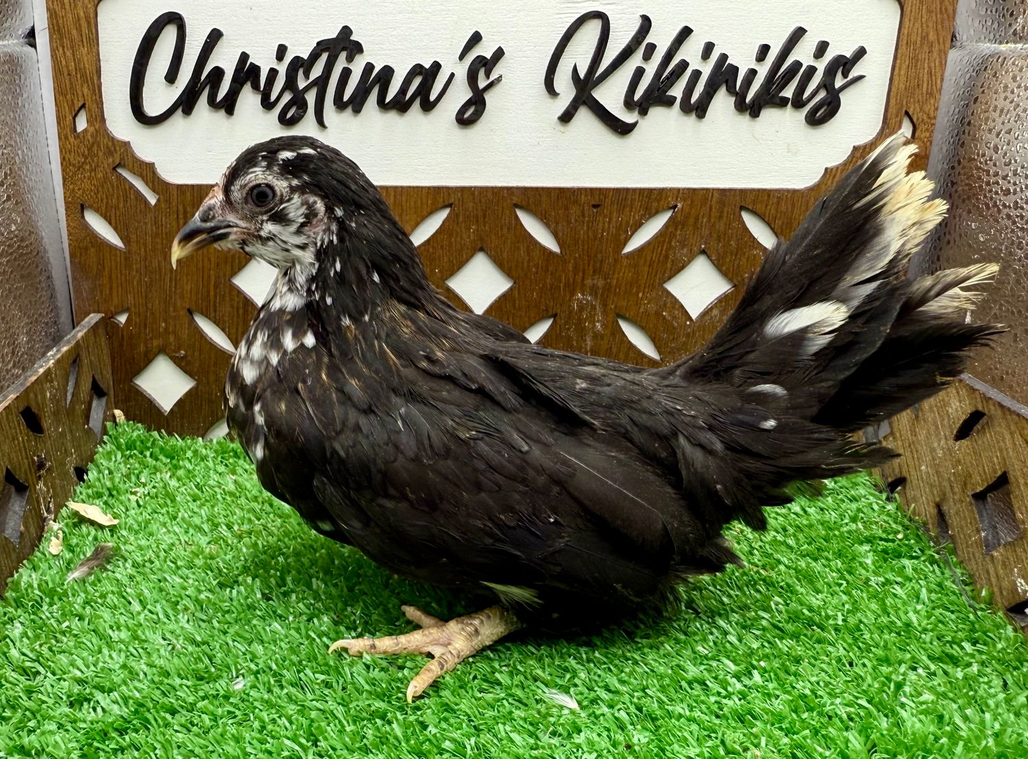 Possible Pullet