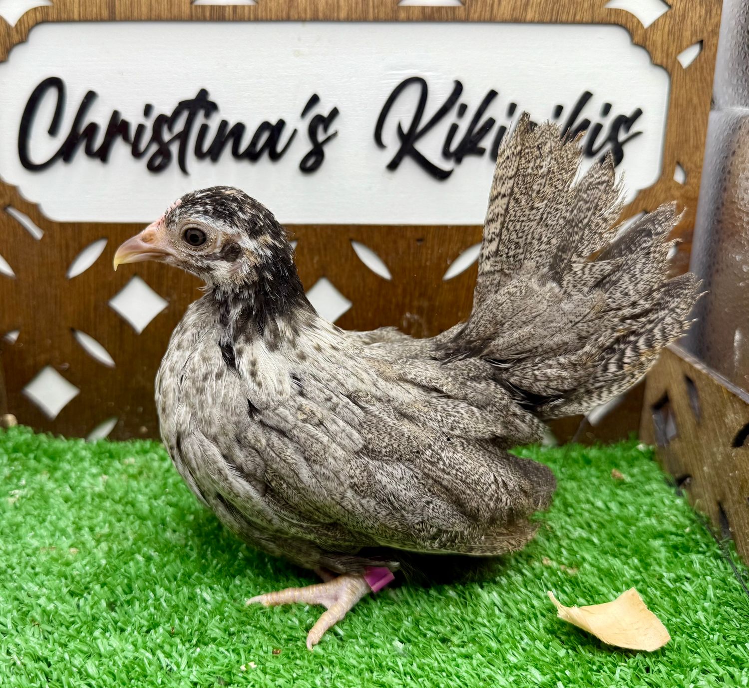 Possible Pullet