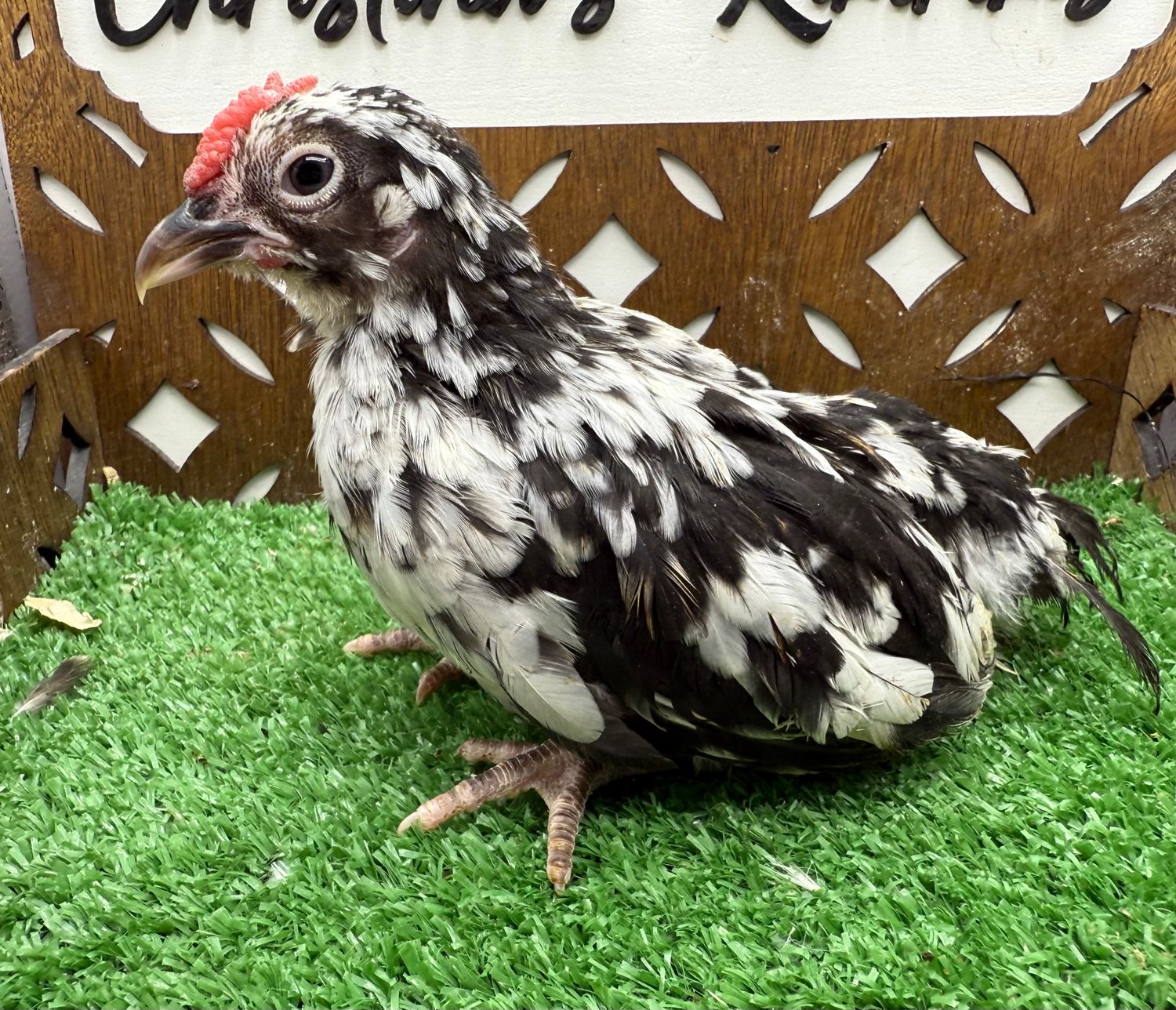Cockerel