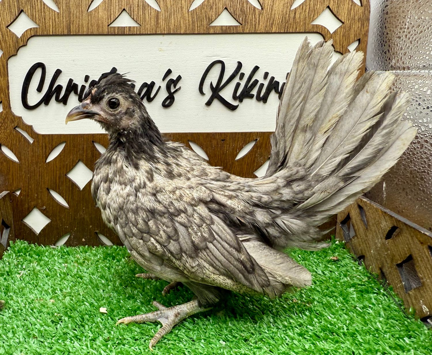 Possible Pullet